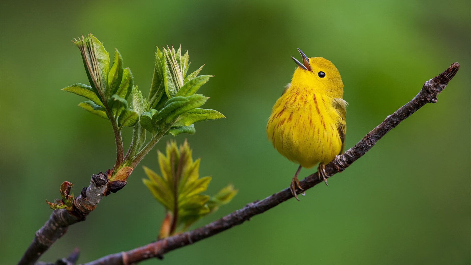 “传统与创新:战术大师的不同打法分析”,战术大师是谁