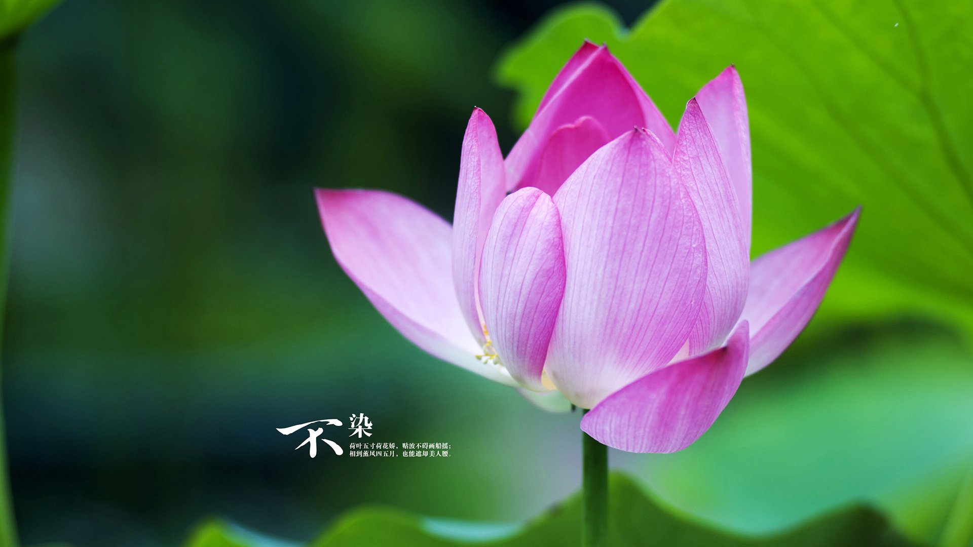 “德甲最后几轮，比赛高潮不断”，德甲最后几名降级