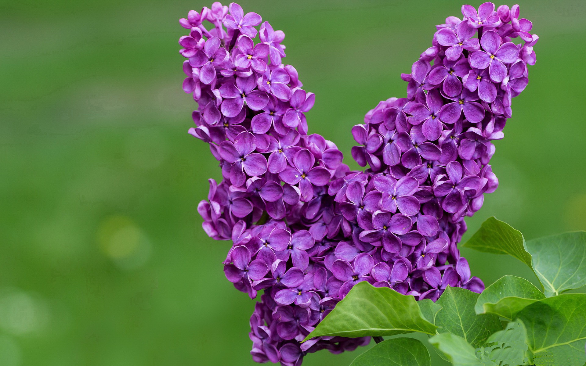 “极速飘逸,漂移成诗”——车手技艺的极限展现,车技漂移视频教学