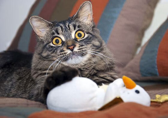 “英超末轮决战：谁能笑到最后？悬念丛生”，2021英超首轮