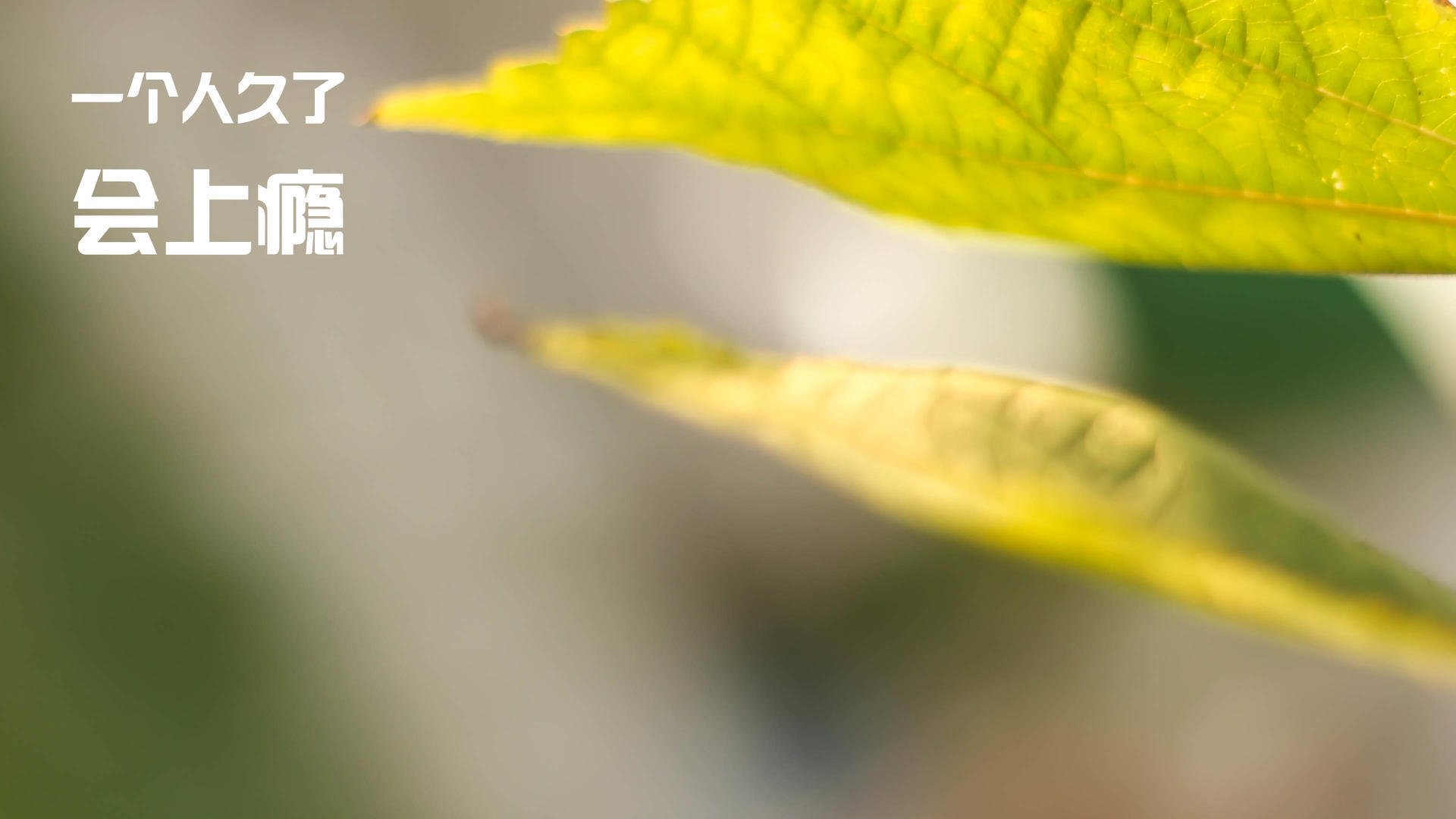 “英超末轮决战：谁能笑到最后？悬念丛生”，2021英超首轮