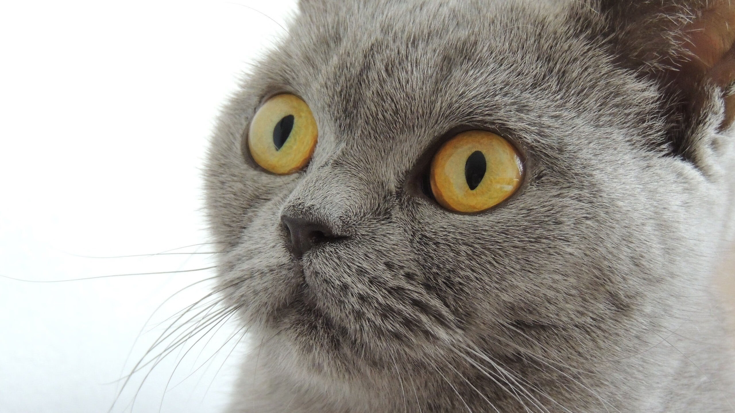 【策略聚焦】奥沙利文：掌控比赛节奏的关键战术，奥沙利文最经典的比赛