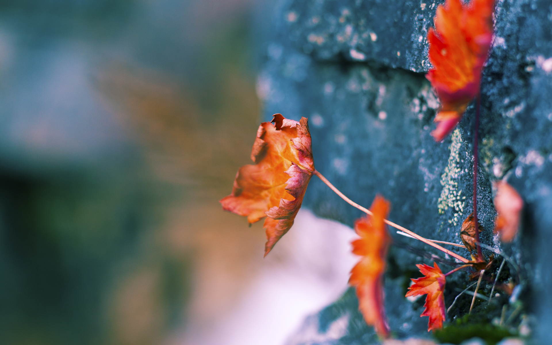 【签名商品抽奖】粉丝参与赢取明星签名球，签名生成器明星