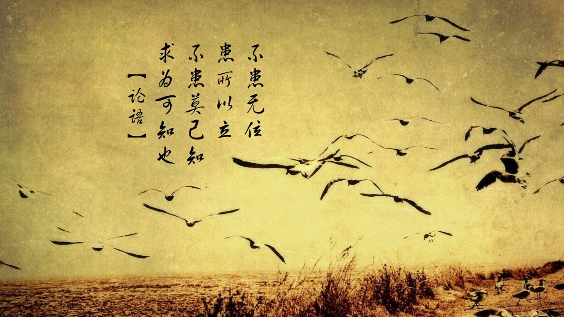 【粉丝狂欢】支持球队的庆祝活动,足球俱乐部粉丝