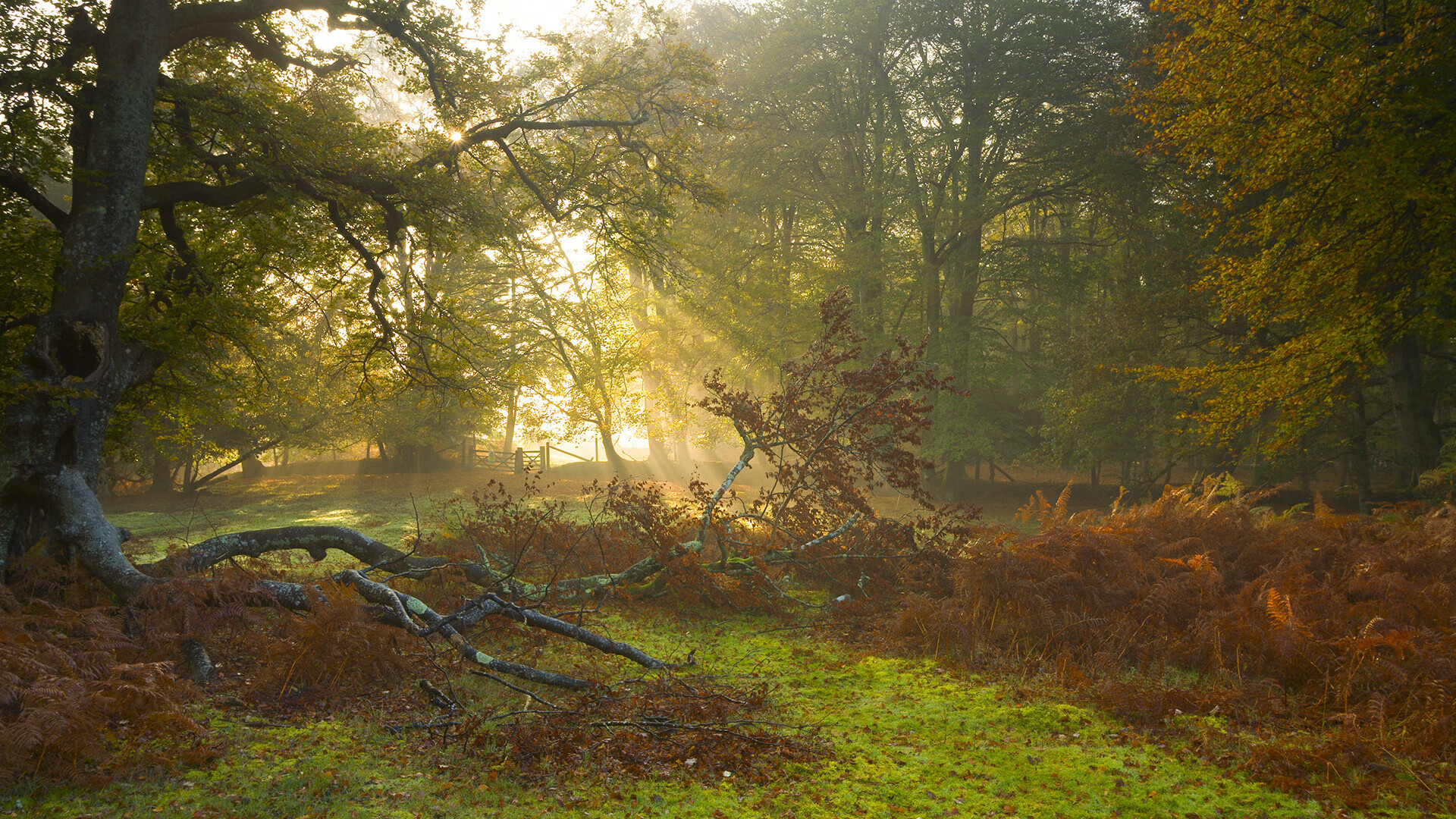【线上直播体验】多角度全景观看精彩瞬间，直播_全景