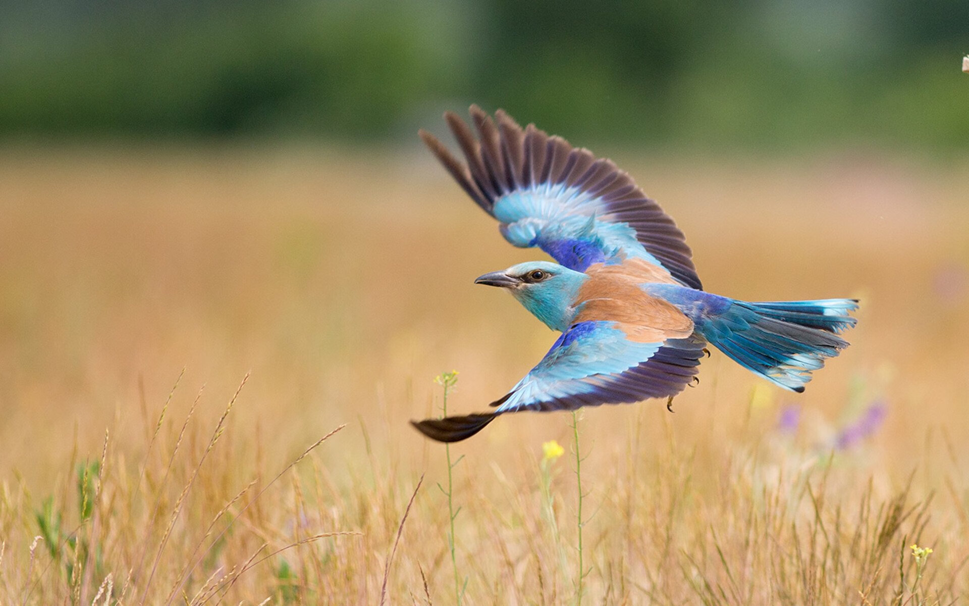 中国青少年足球“云课堂”覆盖面不断扩大,行业普及迅速推进,中国青少年足球比赛视频