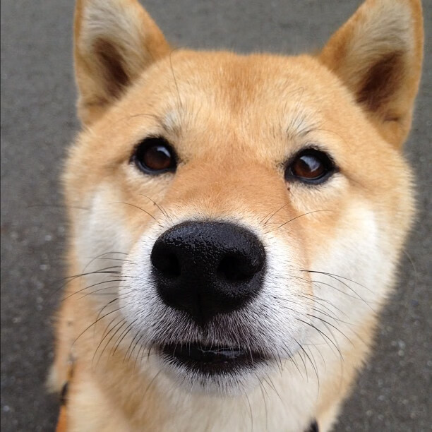 传奇再临：老将如何影响年轻一代球员？，lol老将传奇