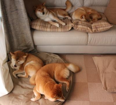 公牛签下发展联盟盖帽王，主帅看好其潜力，nba公牛2021