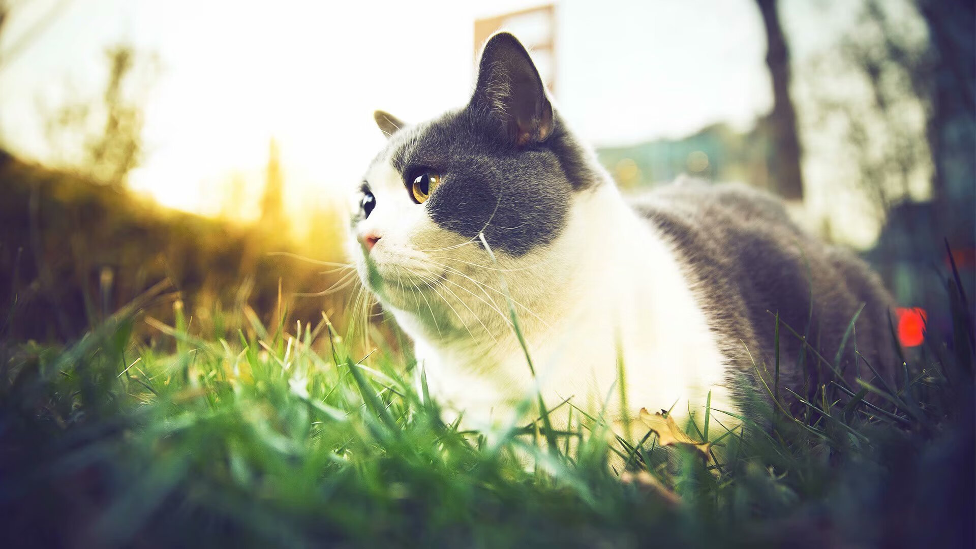 利物浦高压逼抢战术屡屡奏效，连续三场零封，利物浦枪手