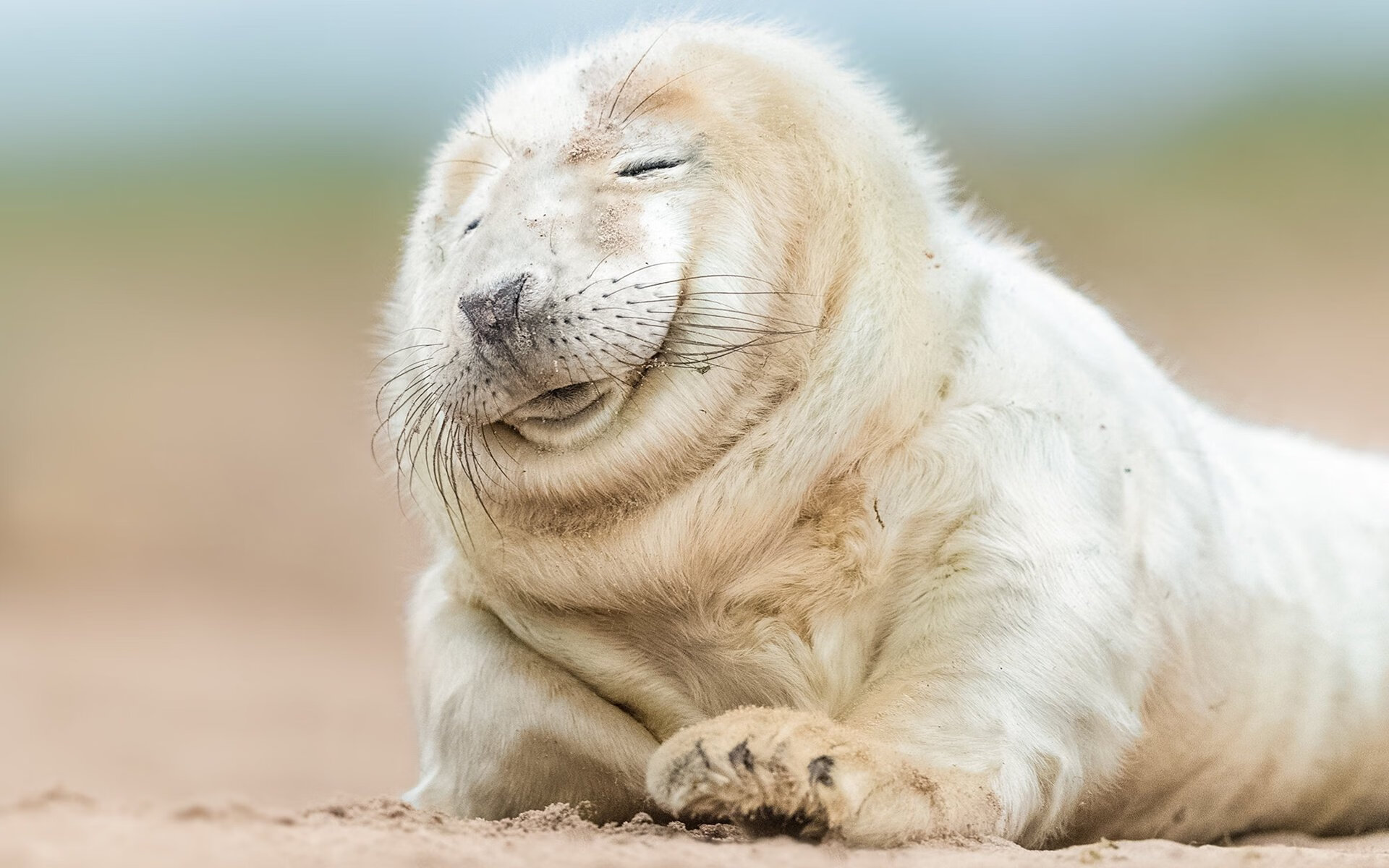 哈兰德连续7场破门，英超新纪录继续刷新，哈兰德能否超越c罗