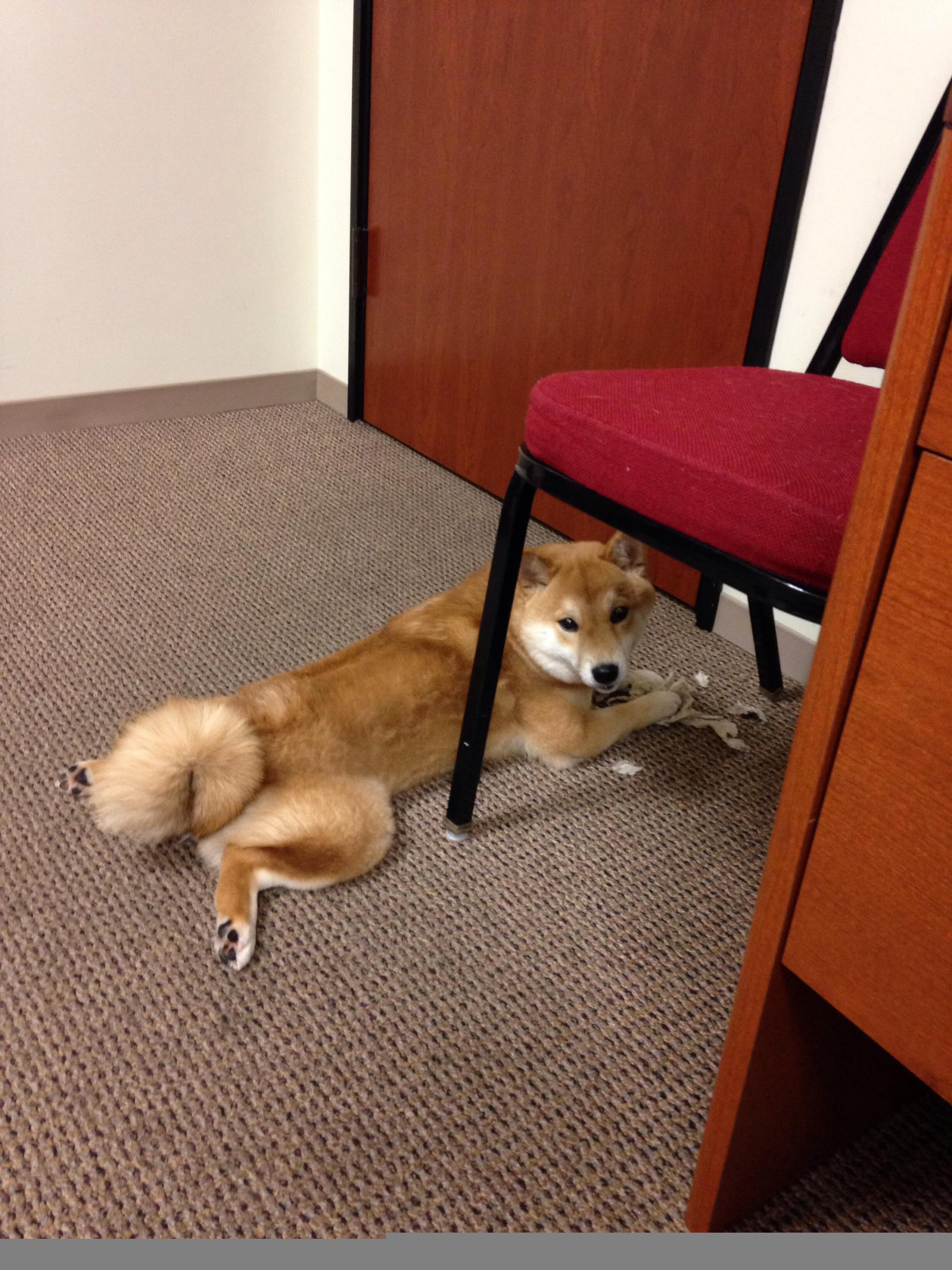 国际游泳赛事中国选手刷新多项纪录,游泳国际大赛