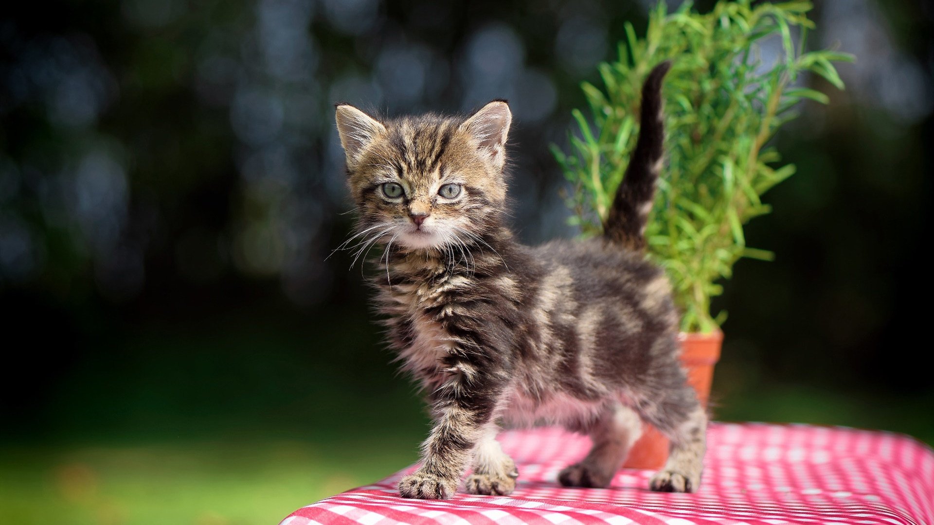 国际游泳赛事中国选手刷新多项纪录,游泳国际大赛