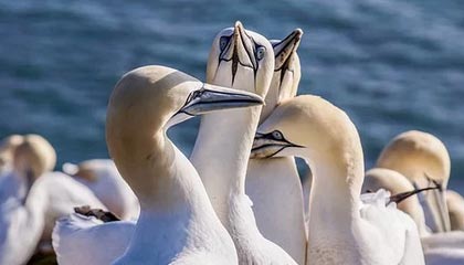 九游游戏中心-【未来赛事】全球最大规模的台球锦标赛即将开幕，台球国际锦标赛