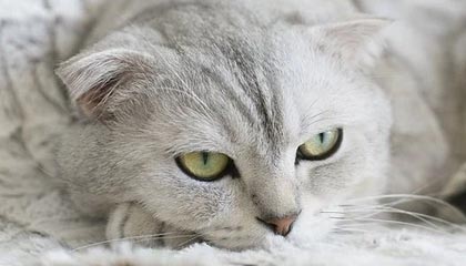 九游登录入口-哈兰德连续17场破门，英超十冠王难敌青春锋线，哈兰德的转会费