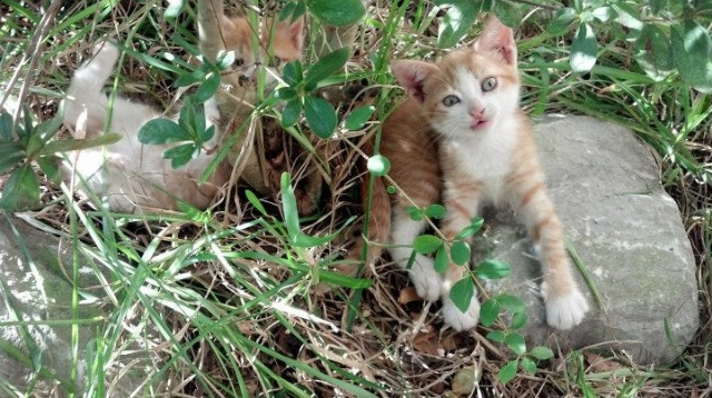 “夜色狂飙:夜间赛段的惊悚体验”,夜色啤酒怎么样