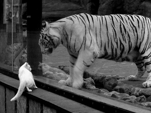 《CS_GO国际巡回赛,火花四溅的精彩对决》,csgo经典比赛视频