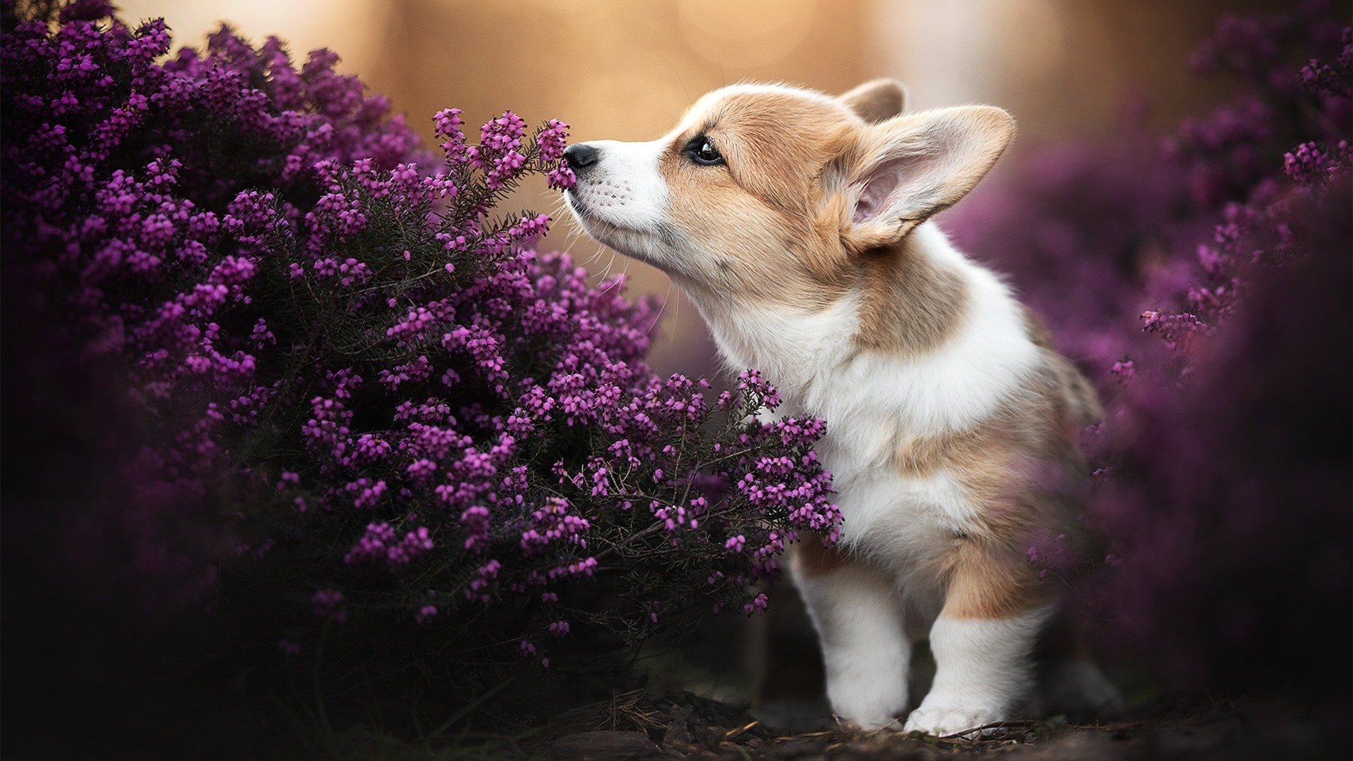 《云电竞趋势明显,线上赛事成为常态》,云电竞怎么收费的