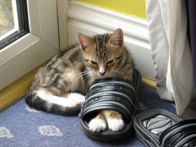 《从业者必看：电竞行业未来五年的发展蓝图》，电竞行业发展趋势