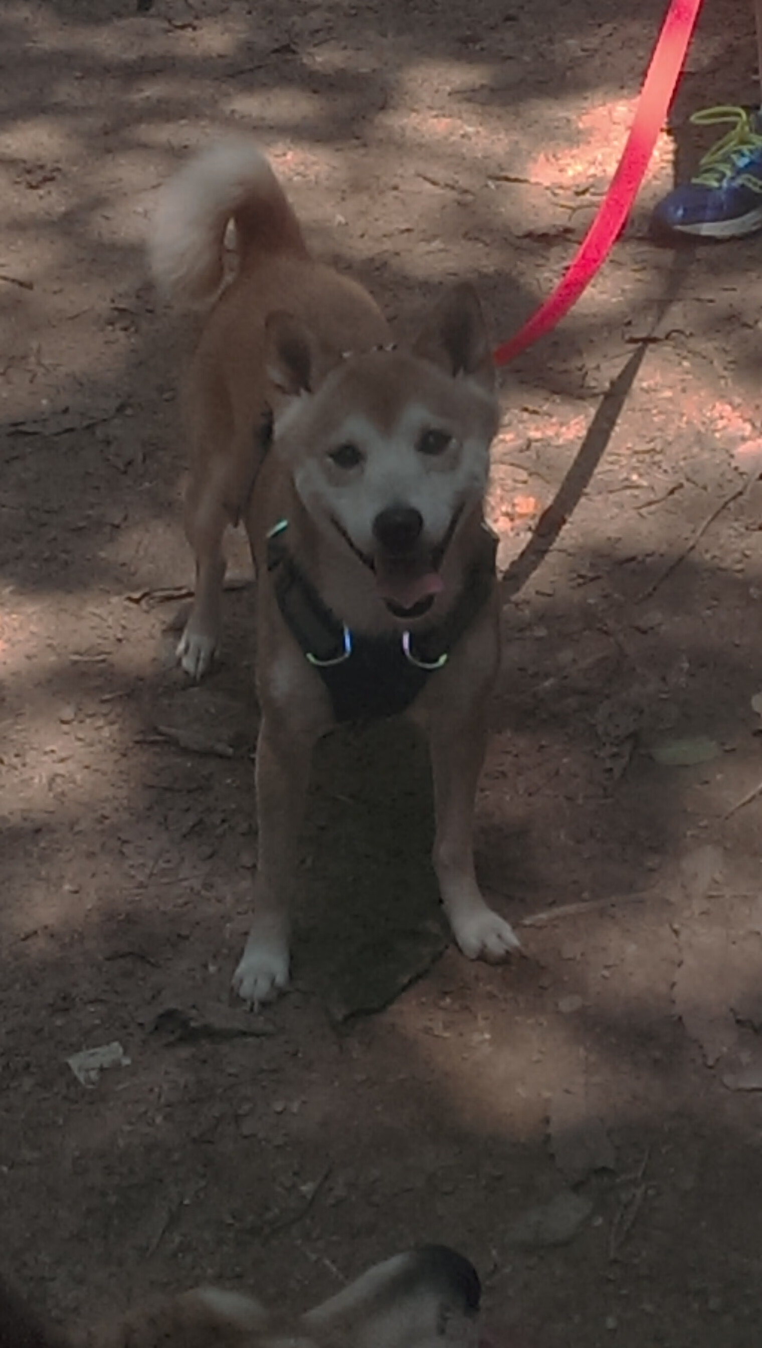 【战术分析】奥沙利文:攻防结合的无限可能,奥沙利文技术