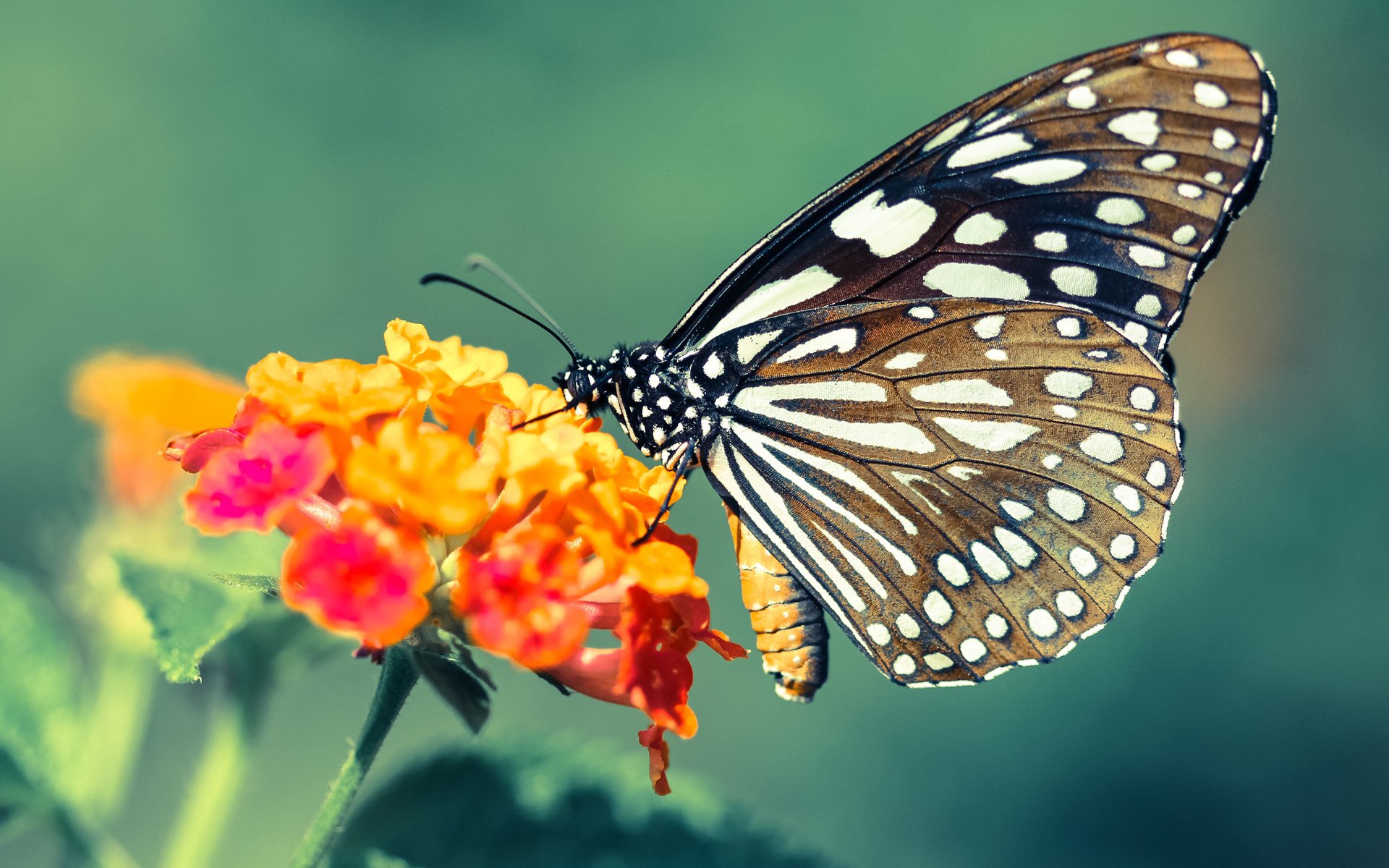 【经典逆转】赛事回顾:顶级运动员如何用战术扭转局势?,体育史上十大逆转