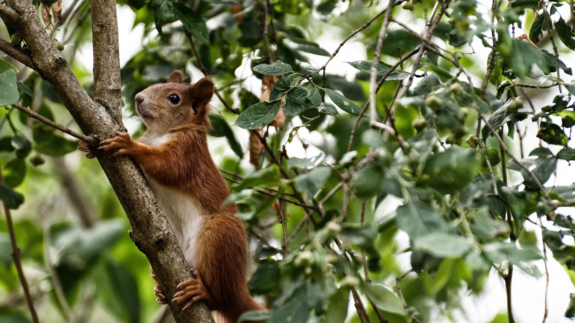 【轮换投手新规】教练如何利用规则调整战术？，篮球轮换战术