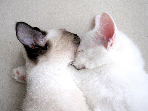 三分狂潮:北京队3分命中率达40%以上!,常规赛三分命中数纪录