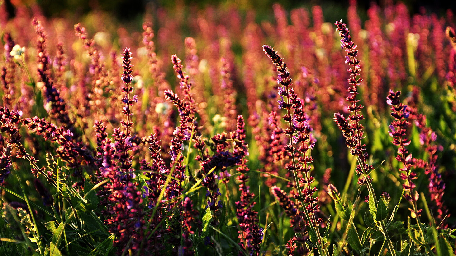 九游-中国足球俱乐部引援计划全面升级，中国足球俱乐部引援计划全面升级了吗