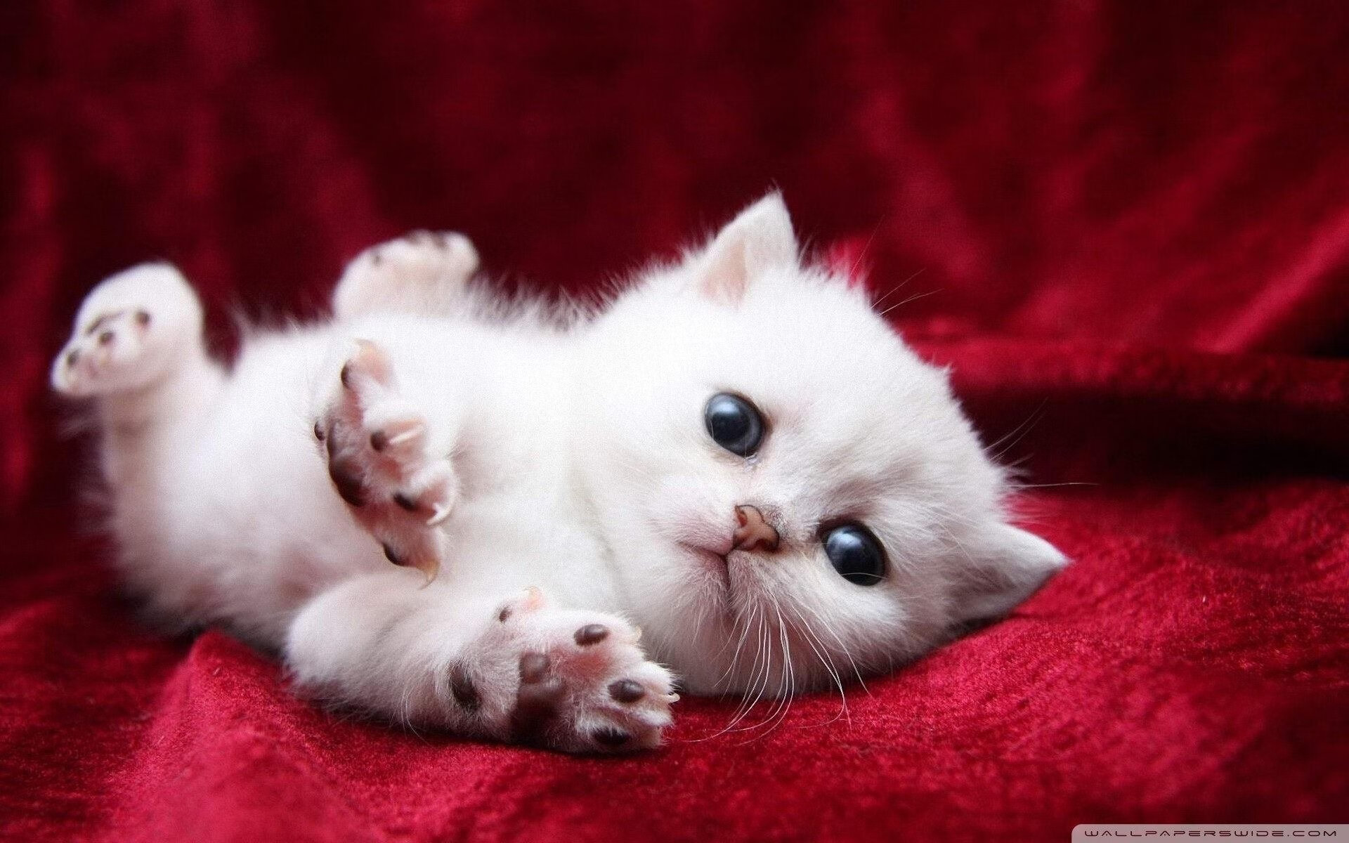 九游网页版官网入口-中国足球全产业链融合发展，迎来新机遇，中国足球产业白皮书