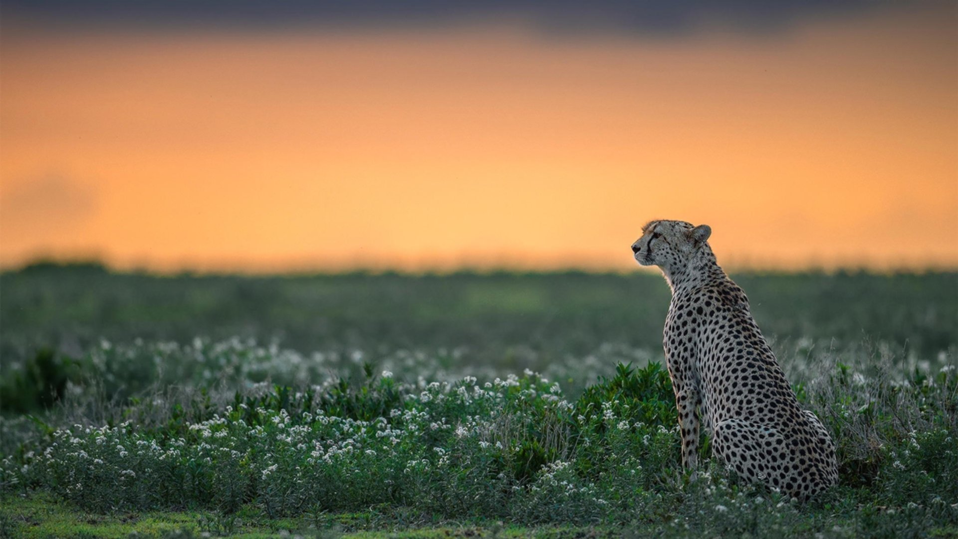 以体育科技创新推动中国篮球智能化发展，科技助力体育发展
