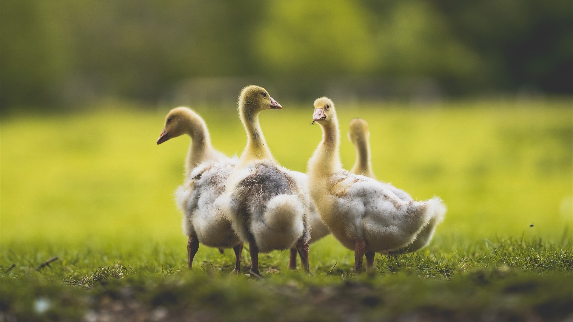 以文化为纽带的足球交流活动频繁举办，为足球文化节设计三项活动