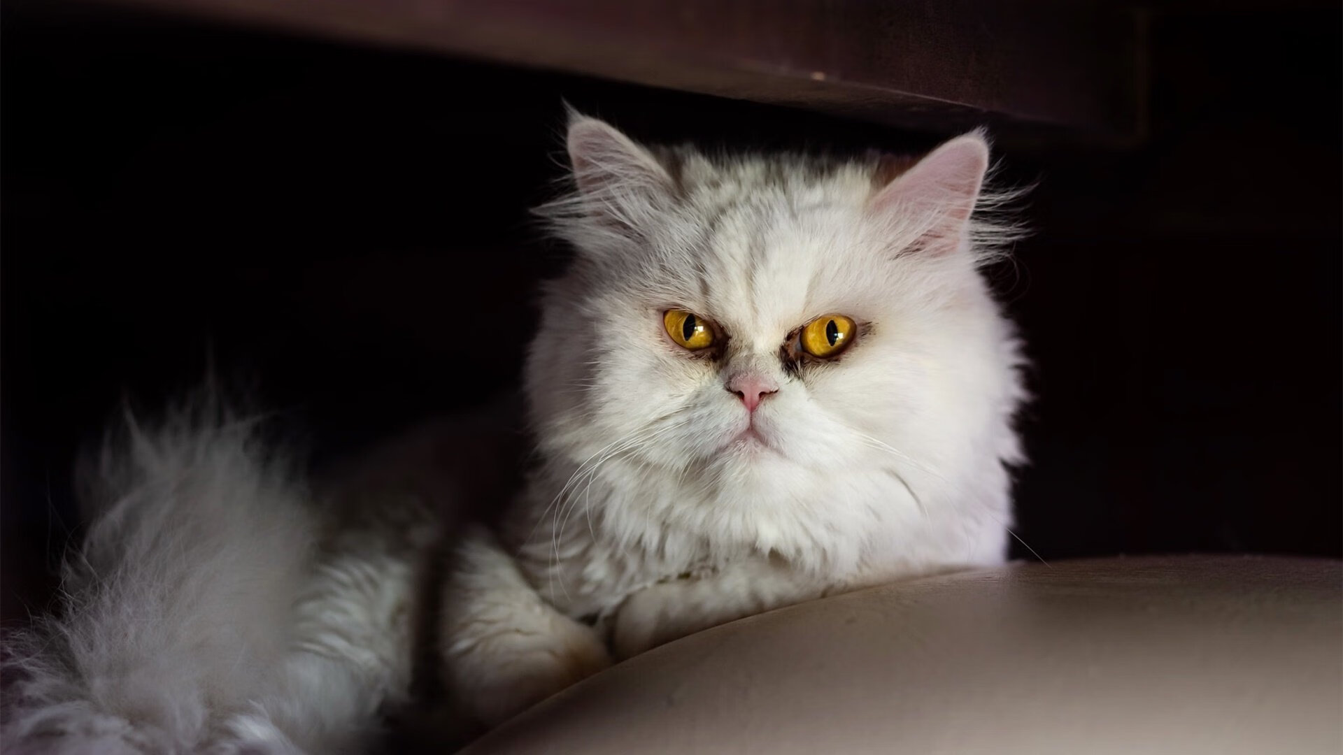 全国青少年篮球赛助推校园体育文化繁荣，2020全国青少年篮球比赛