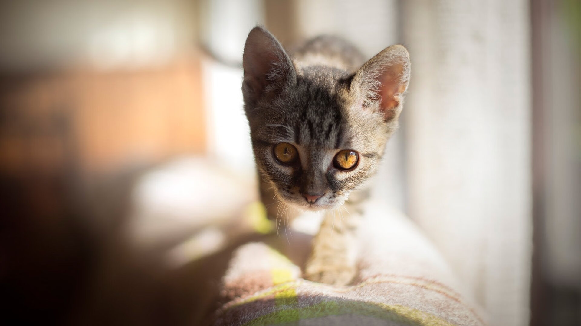 凝聚胜利的“团队力量”，万众一心迎冠军，凝聚团队力量视频